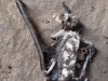 Dead bat at Angkor Thom South Gate