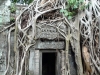 Ta Prohm... recognize this from Tombraider?