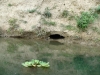 Croc holes in the river