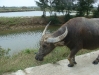Buffalo in Hoi An