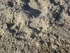 Spot the sand crab