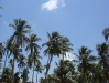 Palm trees in Mui Ne