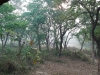Early morning in Chitwan
