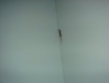 Our gecko in Mui Ne