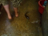 At the market before cooking class, a mudfish escaped...